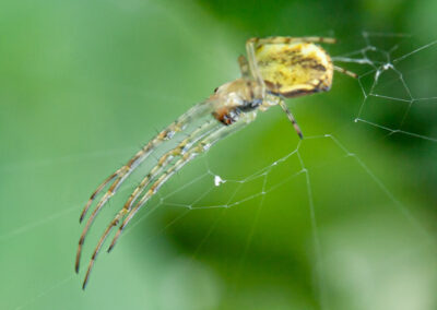 Lesser Garden Spider (Metellina segmentata)