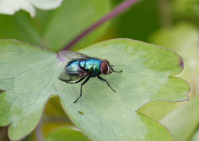 Lucilia sp. ('Greenbottle'), a blow fly. The name 'Greenbottle' is a general name covering several species of fly.