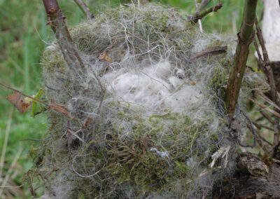 Nest - possibly Goldfinch