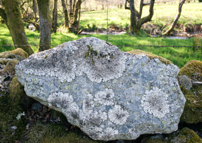 Parmelia saxatilis on rock