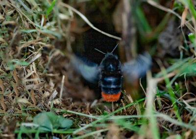 Red-tailed Bumble Bee (Bombus lapidarius) about to enter its underground nest in Glandernol garden