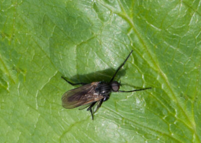 Rhamphomyia sp., a dance fly in the family Empididae