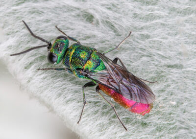 Ruby-tailed Wasp (Chrysis ignita agg.) on Stachys byzantina