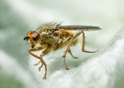 Scathophaga stercoraria (Yellow Dung Fly)