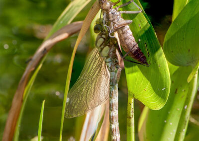 Southern Hawker (Aeshna cyanea) teneral with exuvia