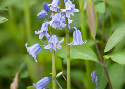 Bluebell (Hyacinthoides non-scripta) in Glandernol garden