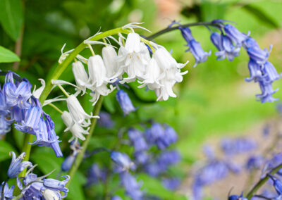 Bluebell (Hyacinthoides non-scripta) in Glandernol garden