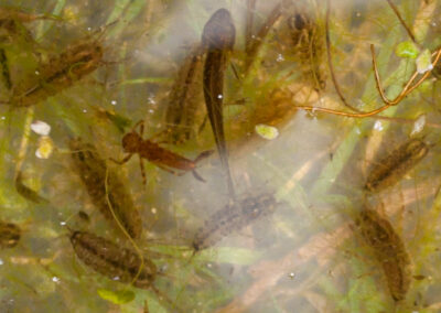 Common Water Slaters (Asellus aquaticus), Palmate Newt larva and Mayfly nymph from Glandernolgarden pond