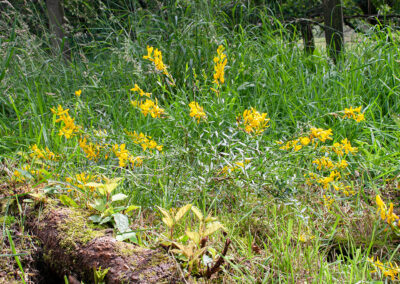 Dyer's Greenweed (Genista tinctoria) in Glandernol garden