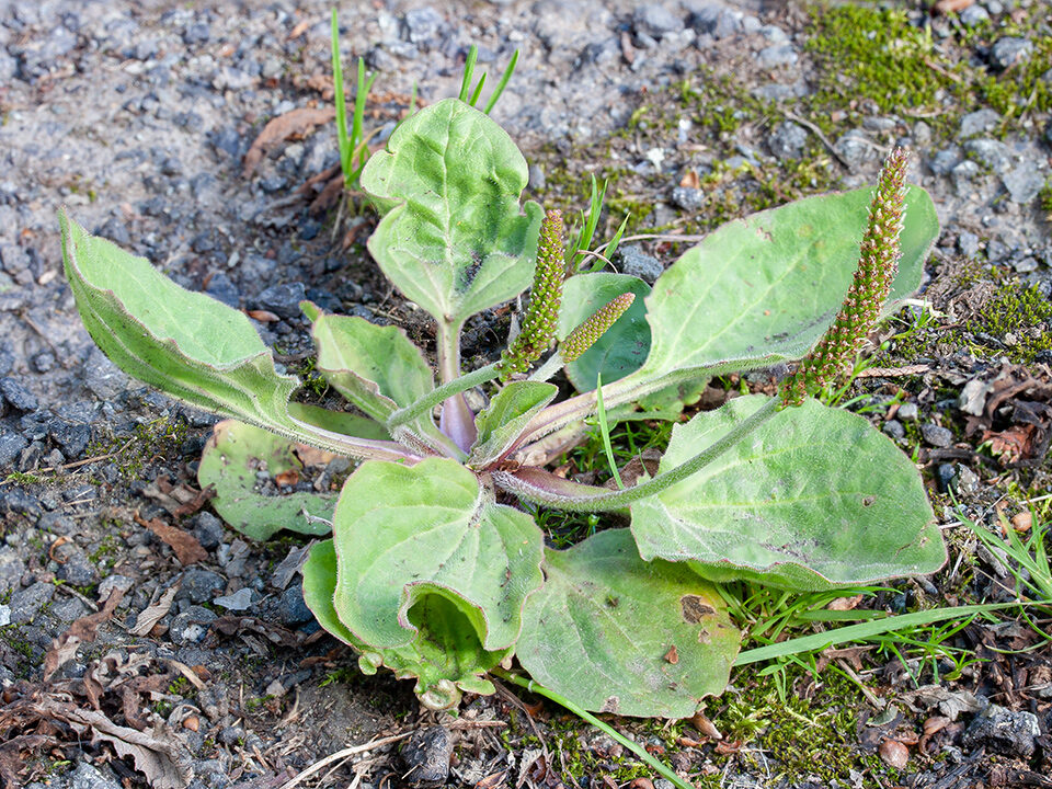 major) in Glandernol garden, growing in the asphalt drive
