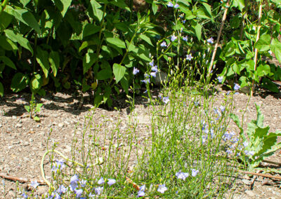 Harebell (Campanula rotundifolia) in Glandernol garden