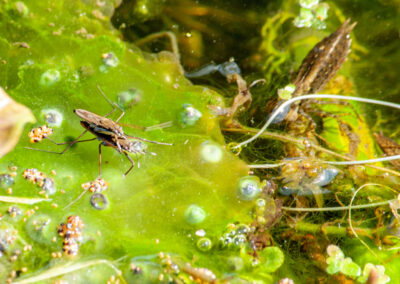Pond Skaters (Gerris odontogaster) mating & Southern Hawker (Aeshna cyanea) nymph in Glandernol garden pond