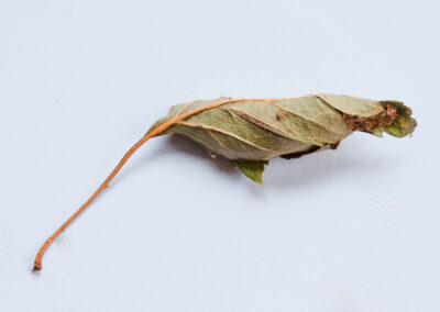 Early Thorn (Selenia dentaria) moth