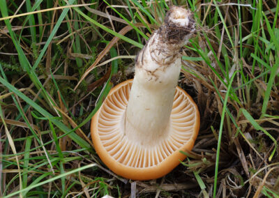 Hygrocybe pratensis (Meadow Waxcap)