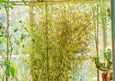 Coriandrum sativum (Coriander) gone to seed in the greenhouse