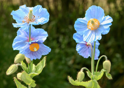 Mecanopsis (Himalayan Blue Poppy)