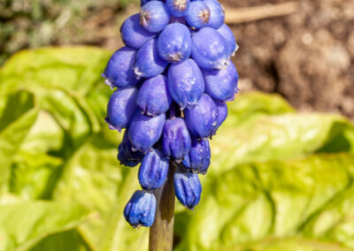 Muscari armeniacum (Grape Hyacinth)