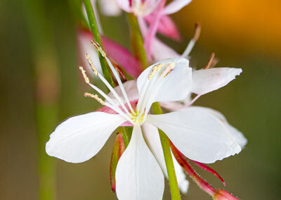 Oenothera lindheimeri (White Gaura) 'The Bride'
