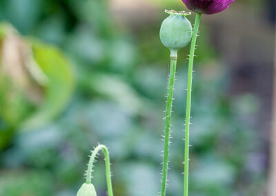 Papaver somniferum 'Hungarian Blue' (Opium Poppy)