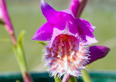 Pleione tongariro gx orchid