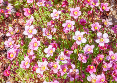pink Saxifraga (Saxifrage)