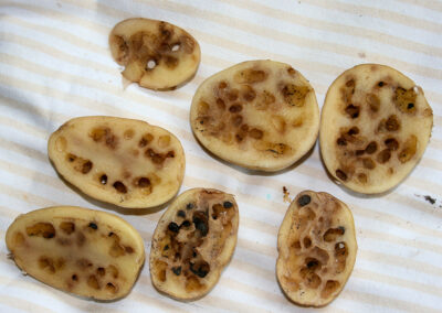 Solanum tuberosum (Potato) with slug damage.