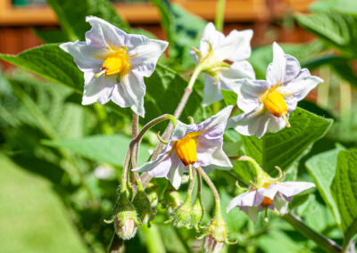 Solanum tuberosum (Potato) flowers