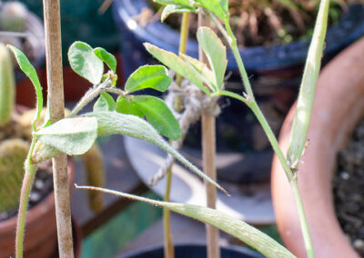 Trigonella foenum-graecum (Fenugreek) plant in Glandernol greenhouse