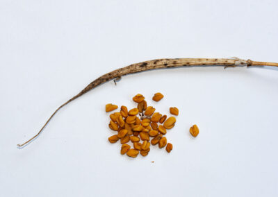 Trigonella foenum-graecum (Fenugreek) seeds, grown in Glandernol greenhouse