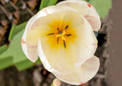 Tulipa (Tulip)