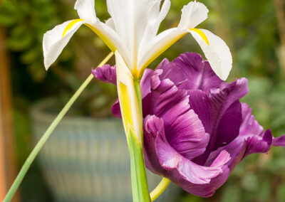 Tulipa (Tulip) & Iris
