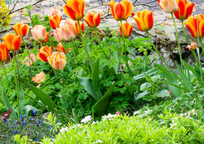 Tulipa (Tulip) & Saxifraga (Saxifrage)