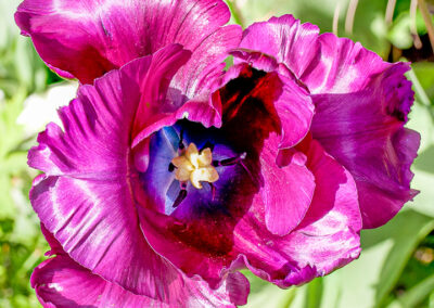 Tulipa 'Victoria's Secret' (Tulip)