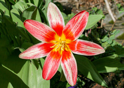 Tulipa kaufmanniana 'Fashion' (Water Lily Tulip)