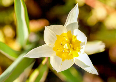 Tulipa turkestanica (Turkestan Tulip)