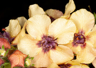 Verbascum x hybrida 'Southern Charm'