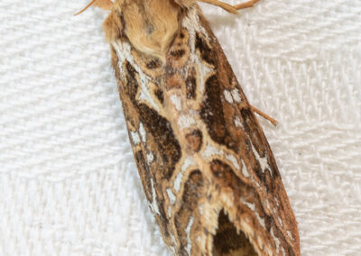 Korscheltellus fusconebulosa (Map-winged Swift) moth