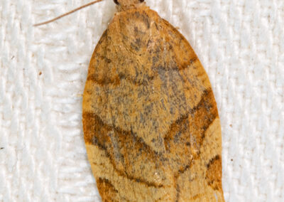 BPandemis cerasana (Barred Fruit-tree Tortrix) moth