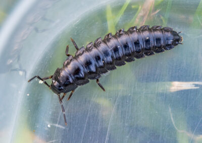 Carabus sp. beetle larva