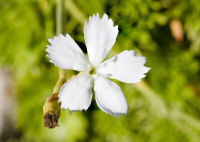 Dianthus sp. flower