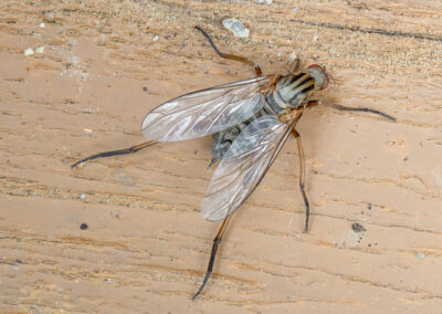 Empis livida, a species of dance fly