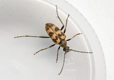 Pachytodes cerambyciformis (Speckled Longhorn Beetle)