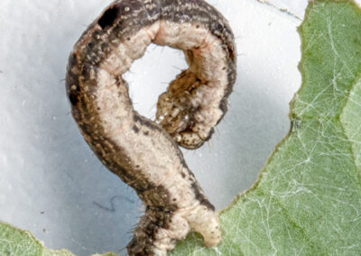 Xanthorhoe designata (Flame Carpet) moth larva