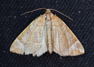 Eulithis testata (Chevron) moth