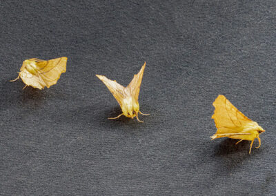 Ennomos alniaria (Canary-shouldered Thorn) moths