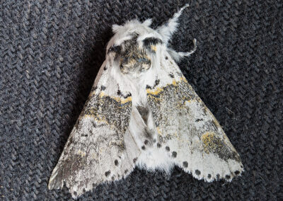 Furcula furcula (Sallow Kitten) moth