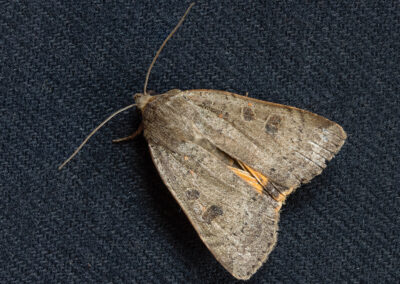picture of Noctua comes (Lesser Yellow Underwing) moth