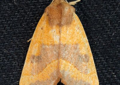 picture of Arethmia centrago (Centre-barred Sallow) moth