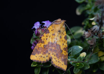 picture of Xanthia togata (Pink-barred Sallow) moth