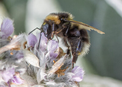 Bombus hortorum bumblebee